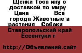 Щенки Тоса-ину с доставкой по миру › Цена ­ 68 000 - Все города Животные и растения » Собаки   . Ставропольский край,Ессентуки г.